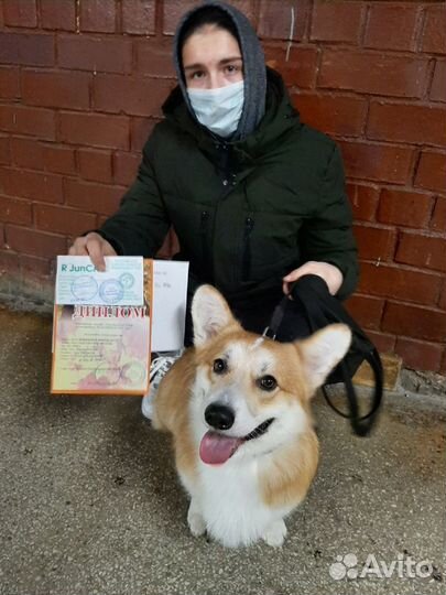 Вельш корги на разведение