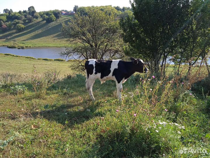 Телята Элитные