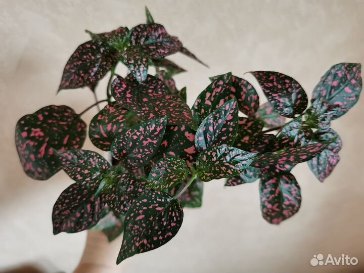 Комнатные растения