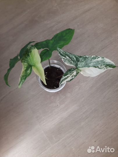 Комнатные цветы Сингониум