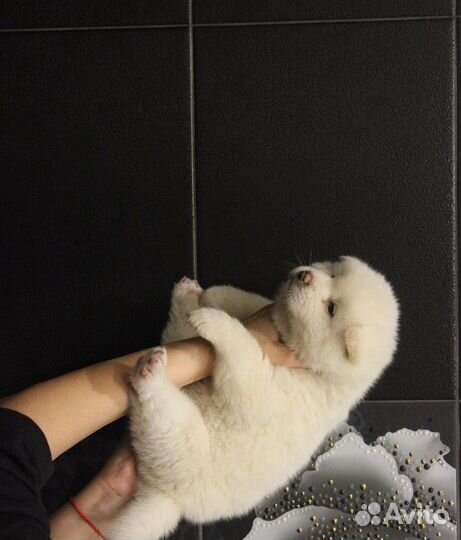 Японская акита мальчик белый. и рыжие