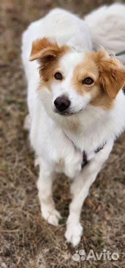 Белоснедная девочка в добрые ручки