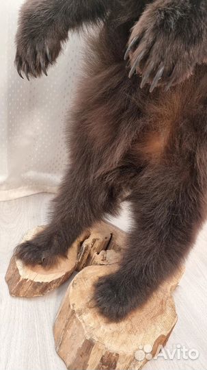 Чучело медвежонка (имитация)