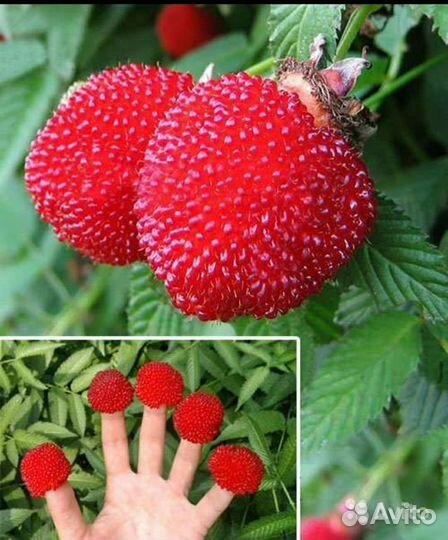 Розоволистная малина морозостойкая - 45