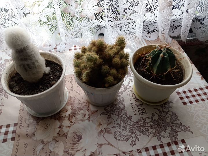 Гиппиаструм,декабрист,пальма Юкка, фикус