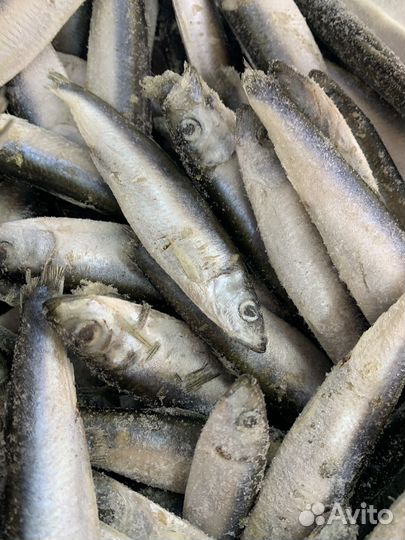 Килька балтийская с/м