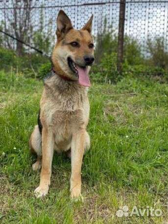 Собака Лиза ждёт вас