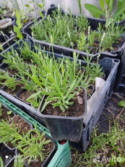 Лаванда узколистная Альба (белая)