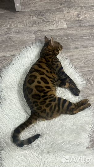 Бенгальский кот на вязку