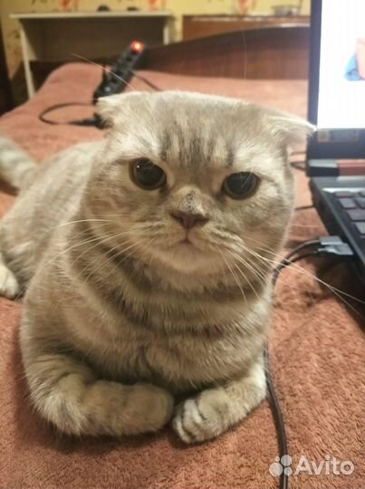 Шотландская вислоухий кот