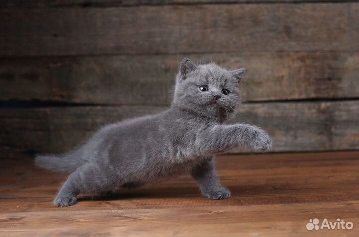 Британские котята малчики 1,5 мес