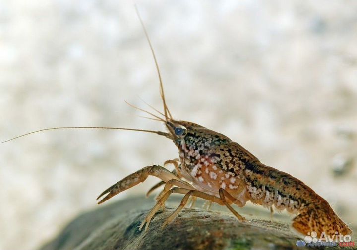 Рак аквариумный