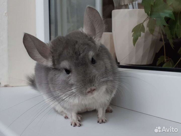 Шиншиллы кпа и нкпа