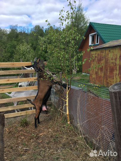 Коза дойная чешская