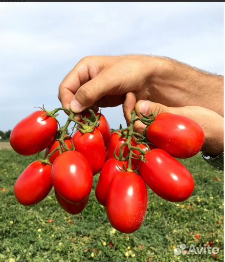 Семена томата для консервации инсипит голланлия