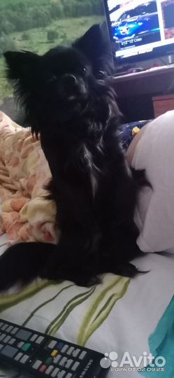 Вязка кобель чихуахуа мини