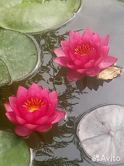 Нимфеи прудовые