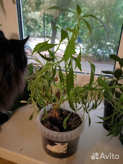 Цветы бесплатно