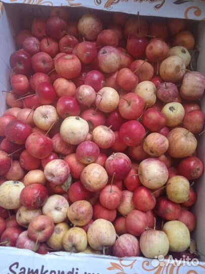 Помидоры домашние ассорти с огорода