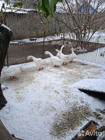 Гуси живым весом