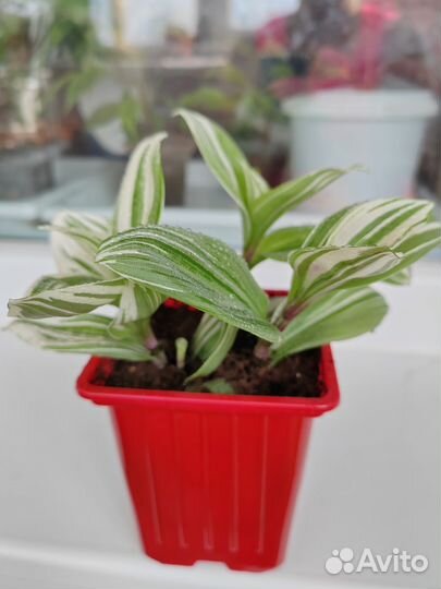 Традесканция белая