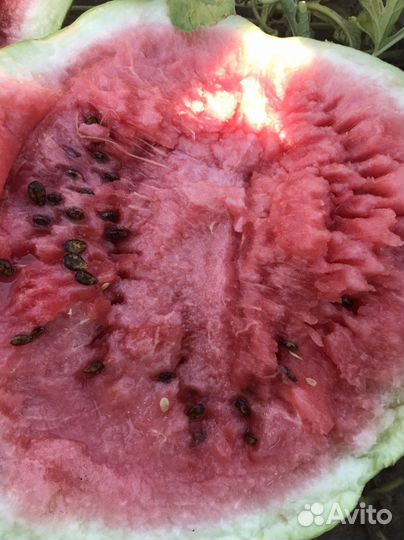 Арбуз прадюсор
