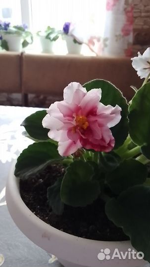 Взрослые фиалки