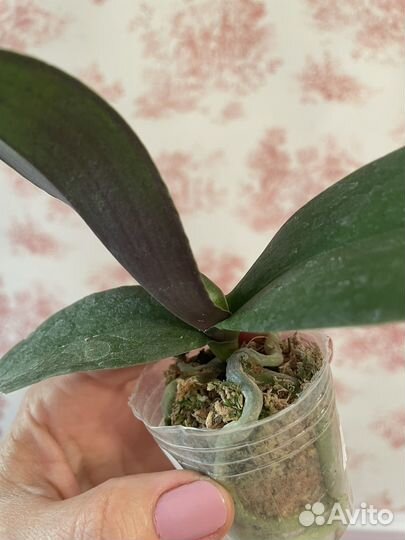 Орхидея бабочка