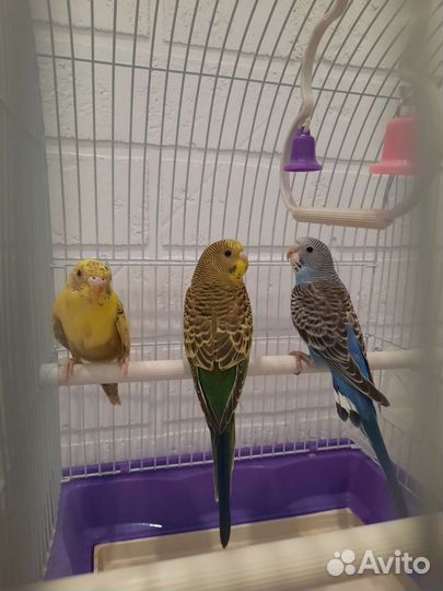 Волнистый попугай