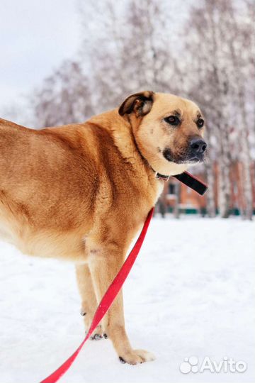 Собака Булочка нуждается в помощи