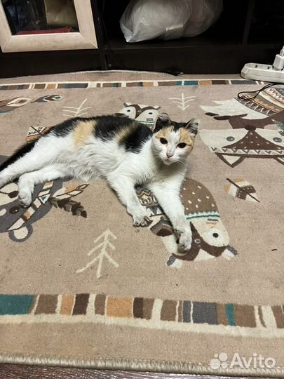 Кошечка в добрые руки