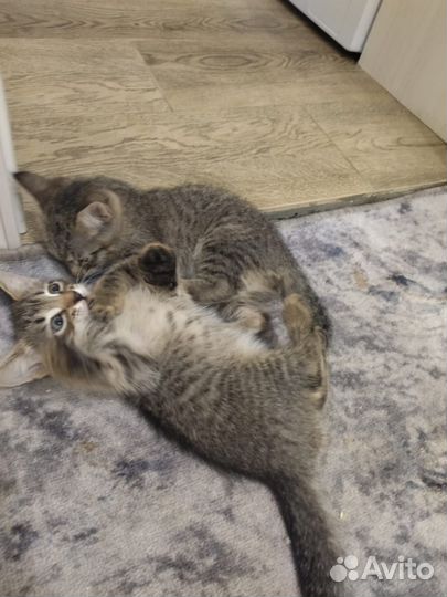 Прекрасные котята