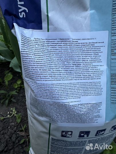 Семена озимого рапса сингента