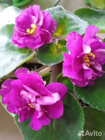 Сортовые фиалки