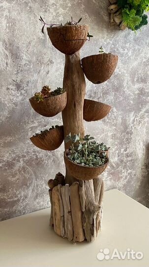 Композиция с живыми растениями