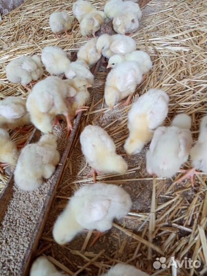 Цыплята бройлеры Росс 308, Кобб 500 суточные и под