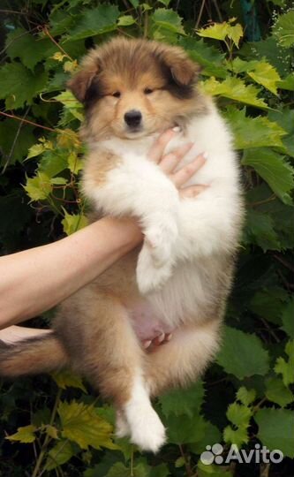 Щенок колли