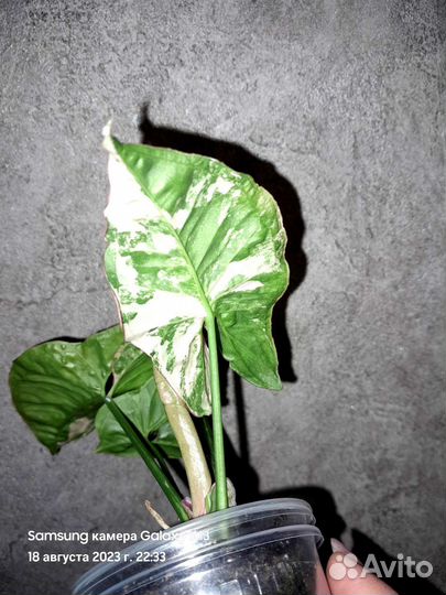 Сингониум Pink spot marble double var