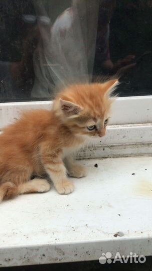 Отдаю даром котика рыжего