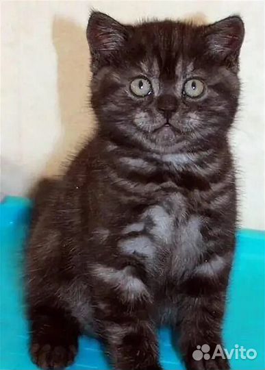 Британкая девочка