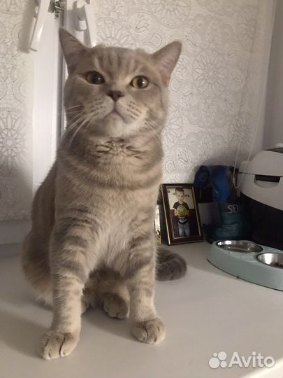 Вязка котов шотландских