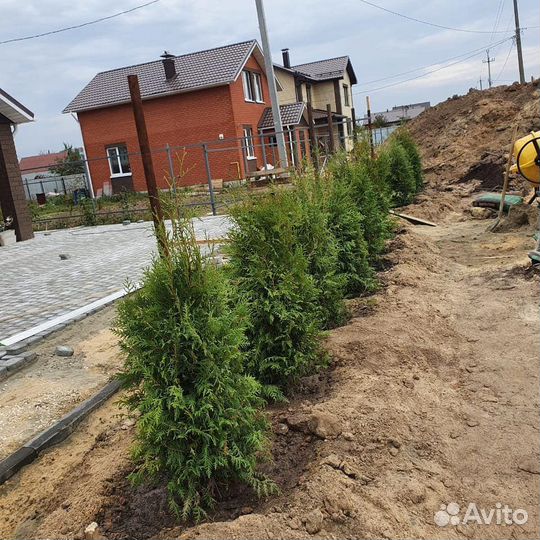 Туя брабант 200 см