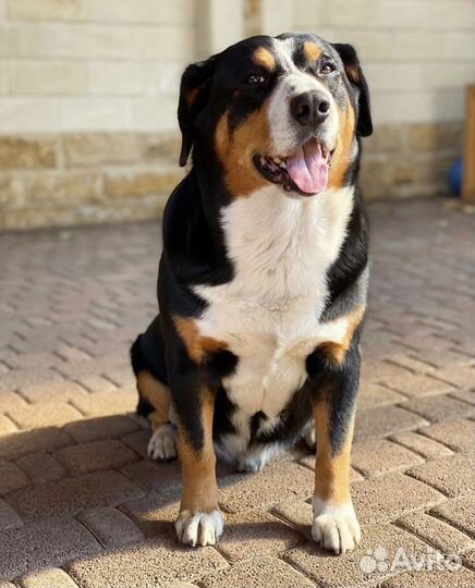 Энтлебухер зенненхунд вязка