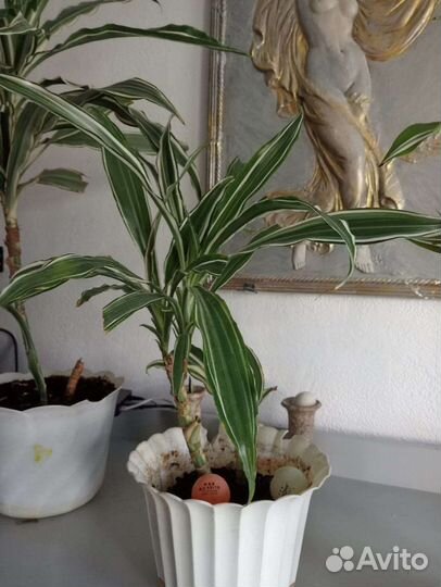 Пальма драцена