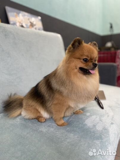 Стрижка кошек и собак/груминг/уход