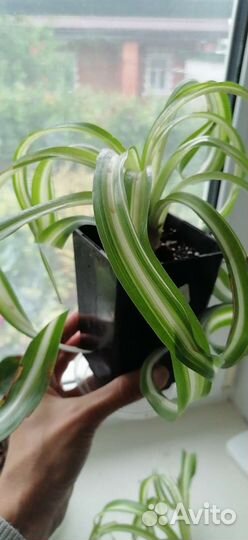 Хлорофитум Бонни, Грин Оранж, шефлера, монстера