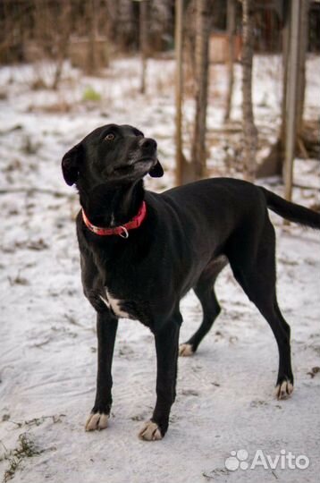 В добрые руки