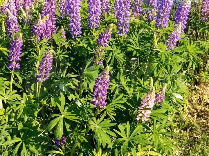 Участок 6 сот. (СНТ, ДНП)