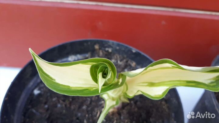 Красавица-хоста