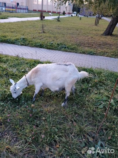 Продам козу дойную